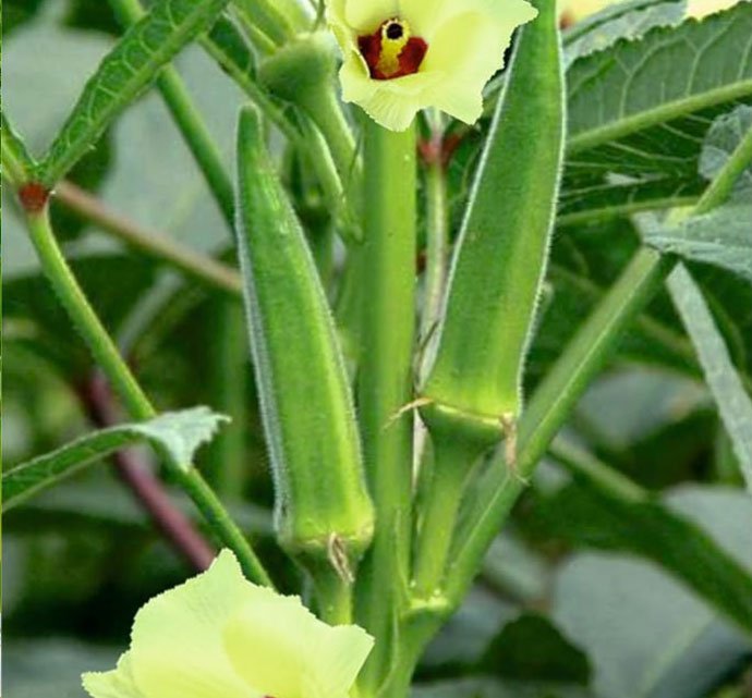 okra.jpg