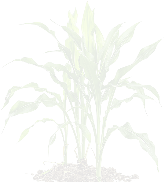 maize-tree-2.png