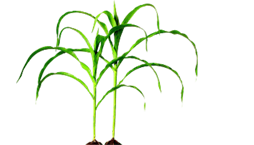 maize-tree.png